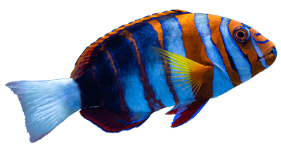 Colorful tropical fish swimming in a vibrant coral reef, showcasing a variety of species with bright and vivid colors.