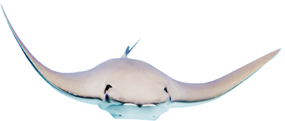 A close-up image of a ray fish at the Blue Zoo Aquarium.